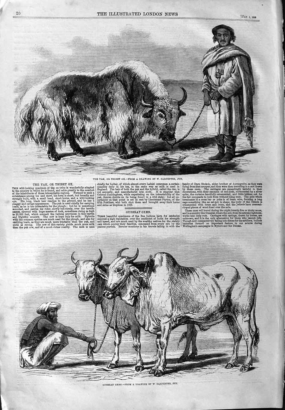 Original Old Antique Print 1859 Yak Tibet Fox Guzerat Oxen 19th