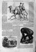 Original Old Antique Print 1859 Camel Rajpootana Gorilla Church Pentre Victorian
