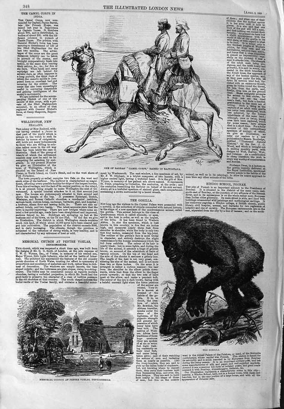 Original Old Antique Print 1859 Camel Rajpootana Gorilla Church Pentre Victorian
