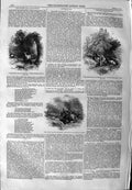 Original Old Antique Print 1859 White Doe Elystone Pursuit Francis Norton 19th