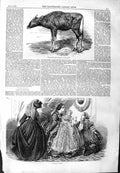 Original Old Antique Print 1859 Gaour Calf Animal Ladies Womens Fashion Dresses