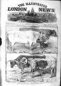 Original Old Antique Print 1859 Short Horned Cattle Show Warwick Agriculture