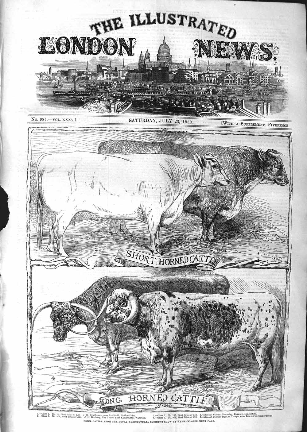 Original Old Antique Print 1859 Short Horned Cattle Show Warwick Agriculture