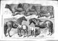 Original Old Antique Print 1859 Prize Cattle Royal Agricultural Show Warwick