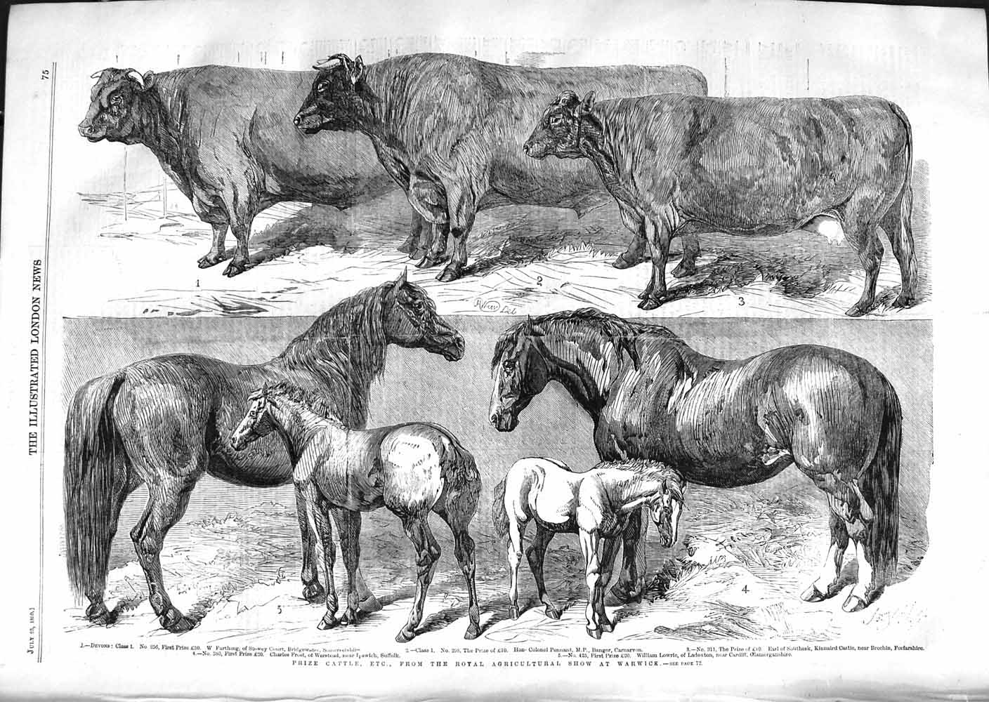 Original Old Antique Print 1859 Prize Cattle Royal Agricultural Show Warwick