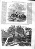 Old Antique Print 1859 Black Swans Culvers Surrey Drainage Wick Lane Ford 19th
