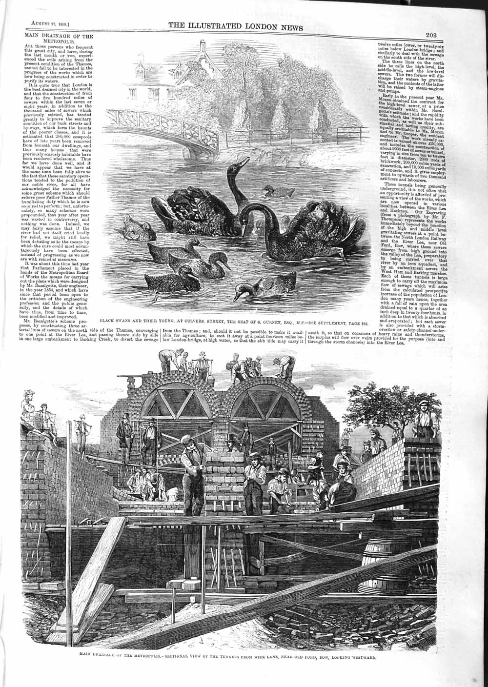 Old Antique Print 1859 Black Swans Culvers Surrey Drainage Wick Lane Ford 19th