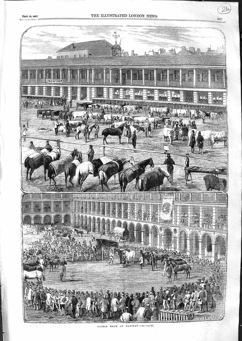 Original Old Antique Print 1859 Cattle Show Halifax Animals Horses Victorian