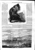 Old Antique Print 1859 Indian Wanderoo Monkey Great Eastern Ship Portland 19th