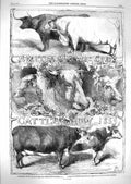 Original Old Antique Print 1859 Smithfield Club Cattle Show Shoesmith T 19th