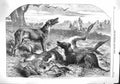 Original Old Antique Print 1860 Scene Death Red Forester Man Kangaroo Hunting