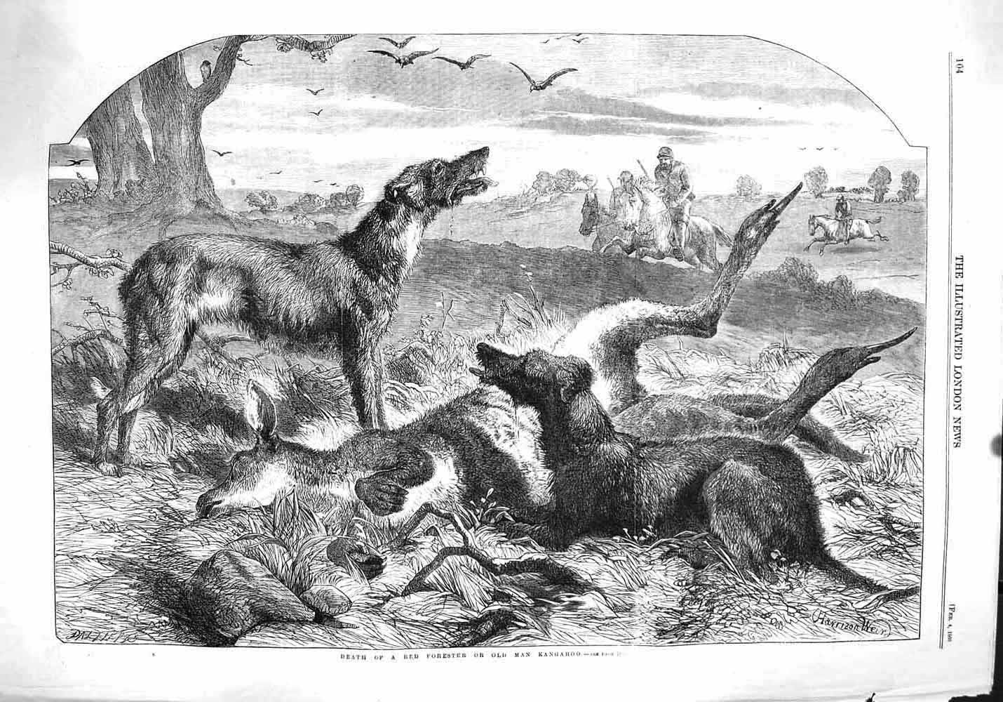 Original Old Antique Print 1860 Scene Death Red Forester Man Kangaroo Hunting