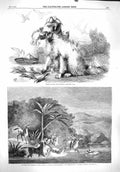 Old Antique Print 1860 Folly Dog Hunting Wild Horses South America River 19th