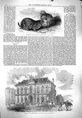 Old Antique Print 1860 Prairie Dogs Minton Musuem School Stoke-On-Trent 19th