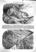 Old Antique Print 1860 African Leopard Regents Camellias Vauxhall Nursery 19th