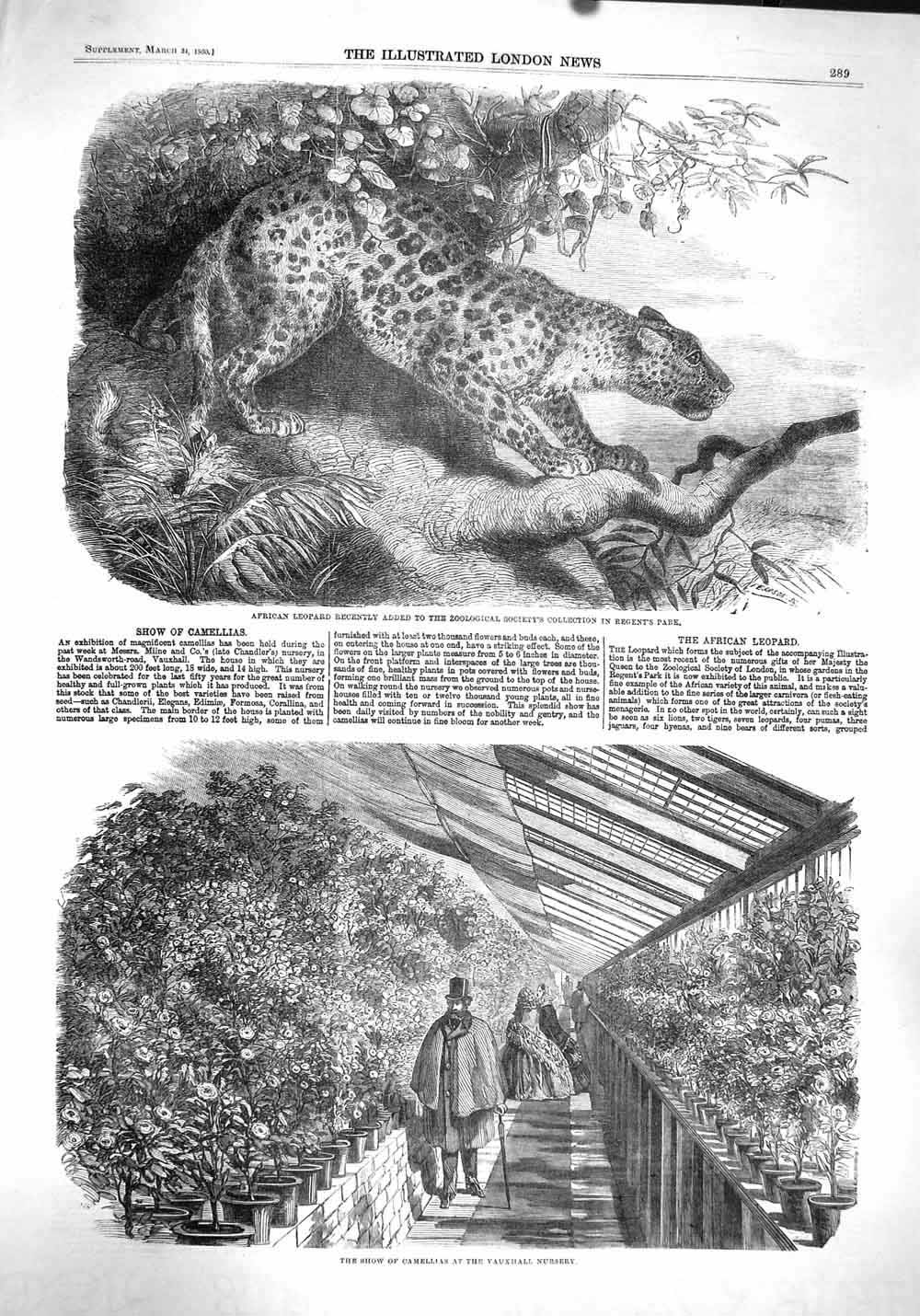Old Antique Print 1860 African Leopard Regents Camellias Vauxhall Nursery 19th