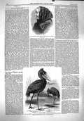 Old Antique Print 1860 Mrs Jameson Balaeniceps Rex Stork White Nile Birds 19th