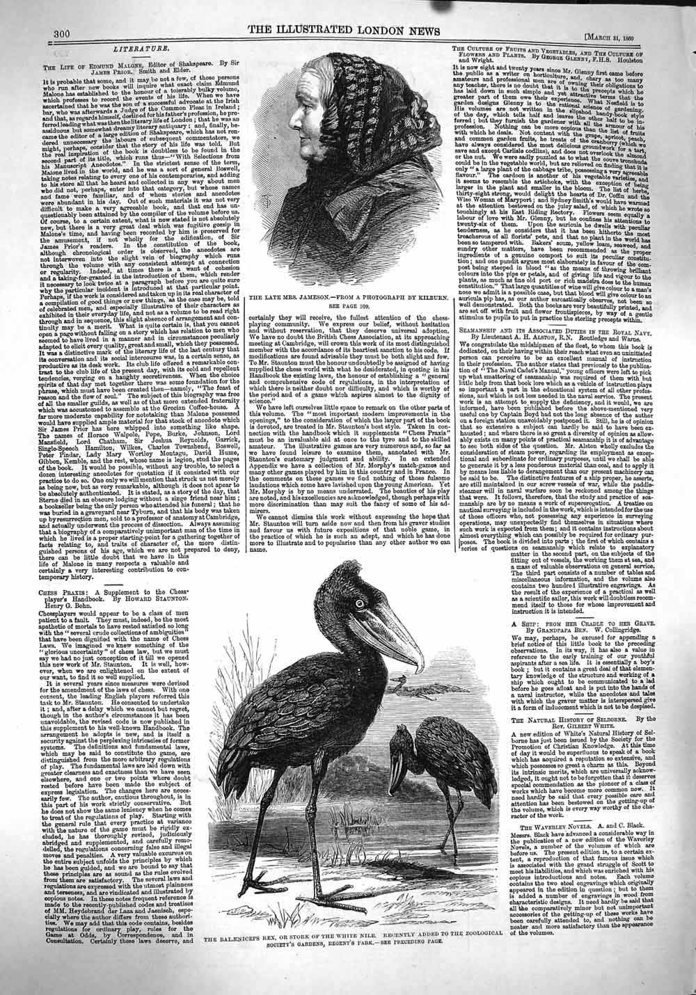 Old Antique Print 1860 Mrs Jameson Balaeniceps Rex Stork White Nile Birds 19th