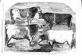 Original Old Antique Print 1860 Shorthorns Bulls Cows Canterbury Butterfly Rose