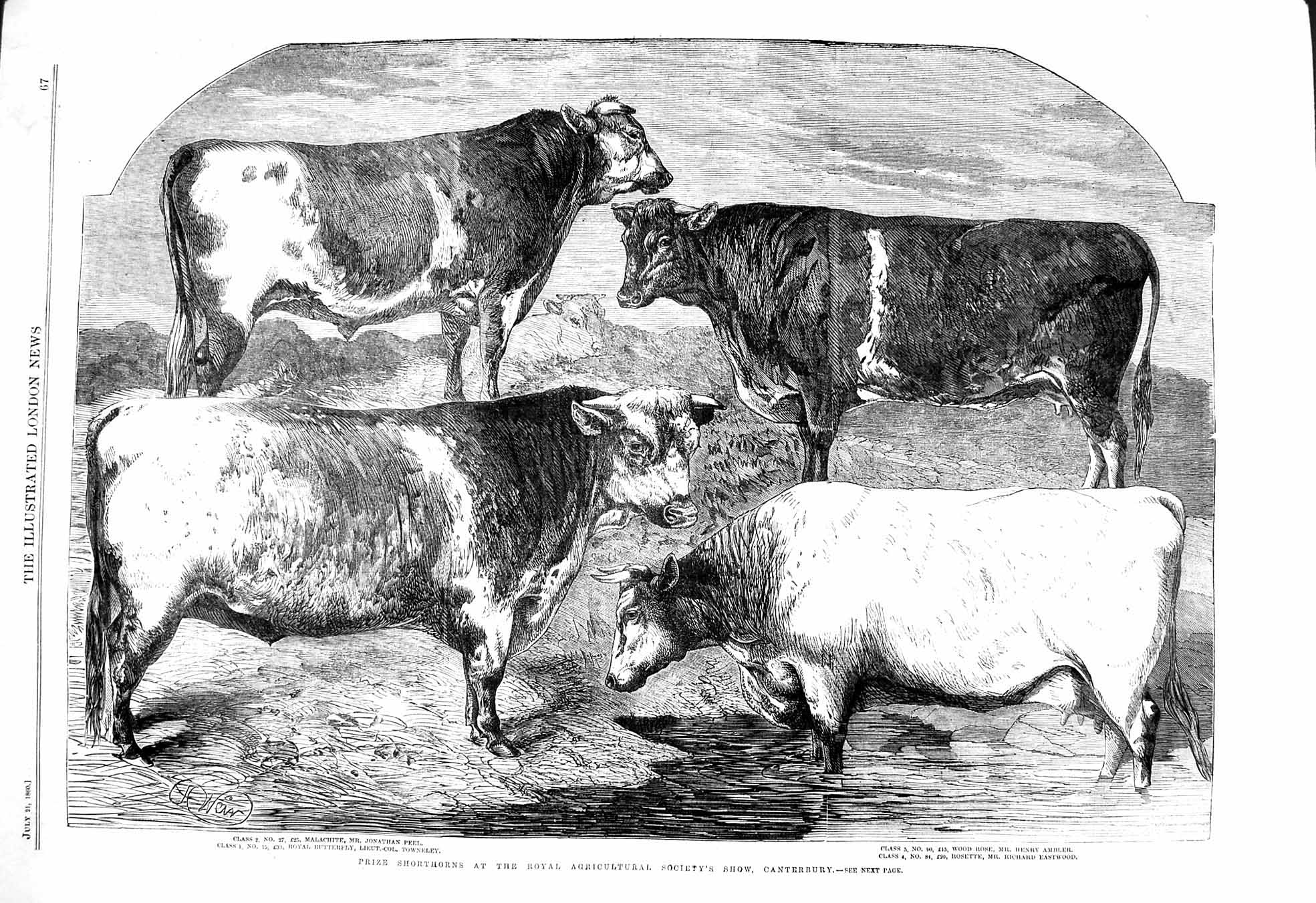 Original Old Antique Print 1860 Shorthorns Bulls Cows Canterbury Butterfly Rose