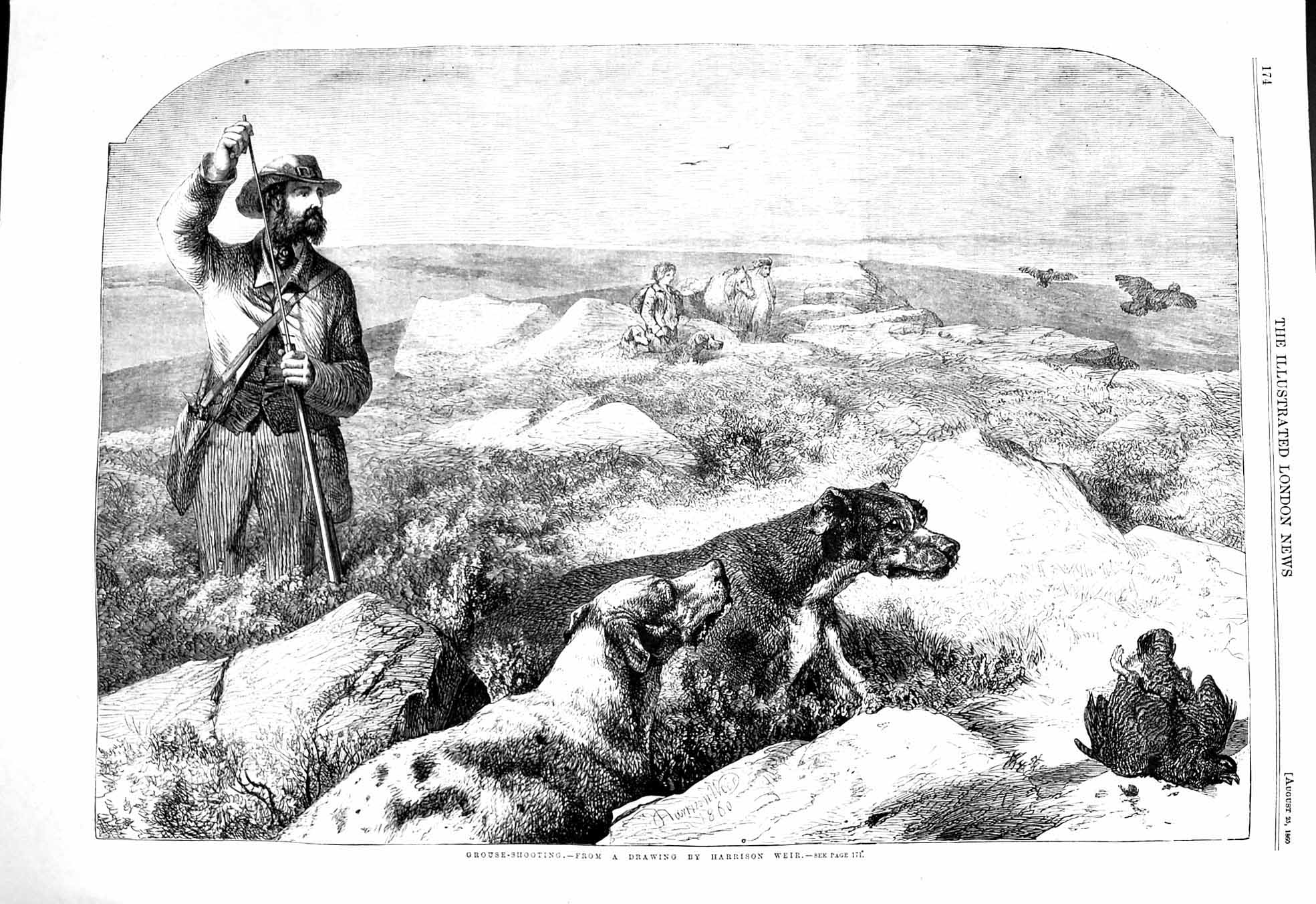 Original Old Antique Print 1860 Grouse Shooting Hunting Hounds Dogs Huntsman