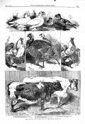 Old Antique Print 1860 Poultry Cattle Show Birmingham Trumpeter Hamburgs 19th
