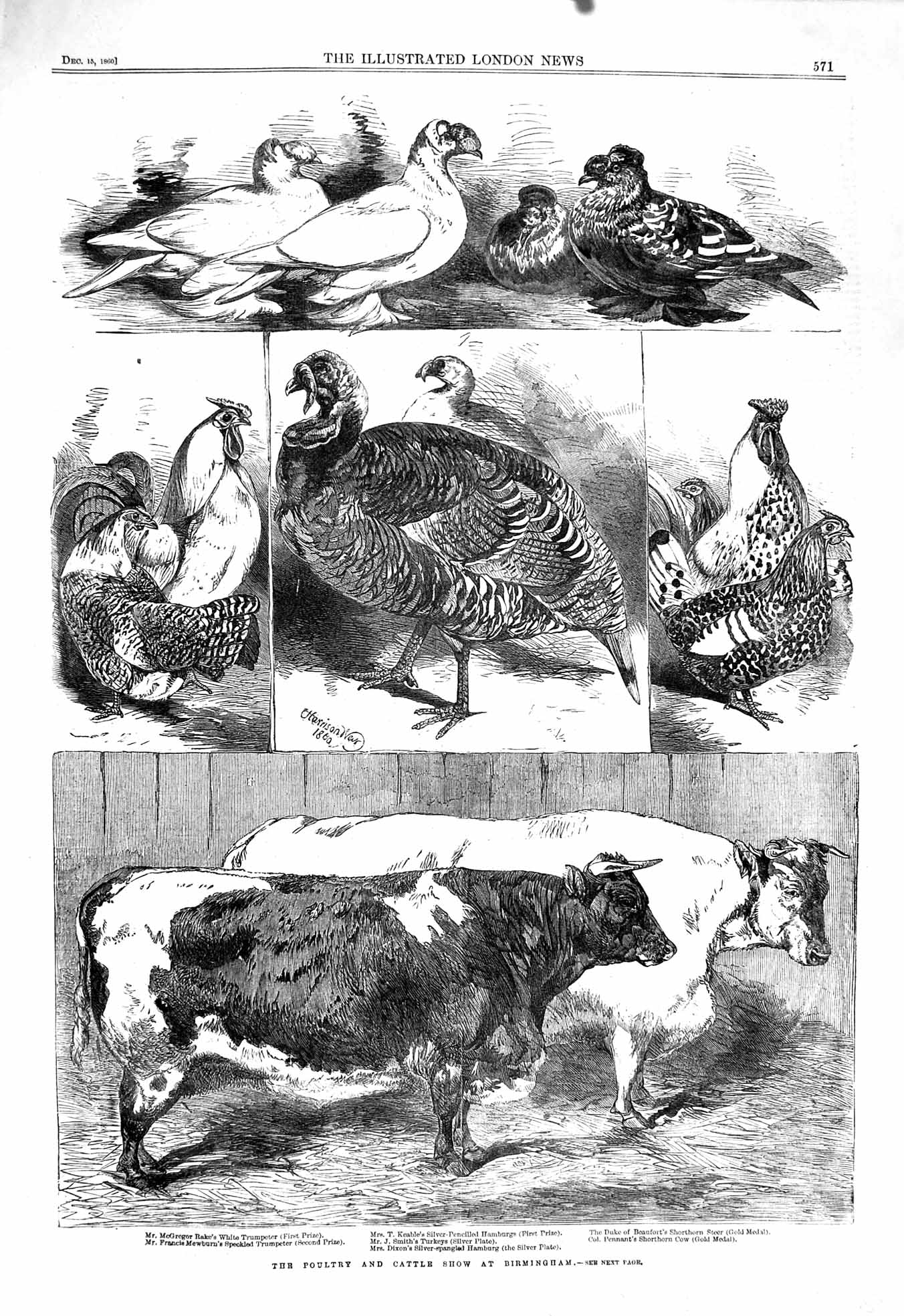 Old Antique Print 1860 Poultry Cattle Show Birmingham Trumpeter Hamburgs 19th
