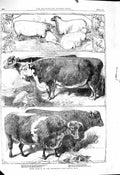 Original Old Antique Print 1860 Prize Animals Smithfield Club Cattle Show Sheep