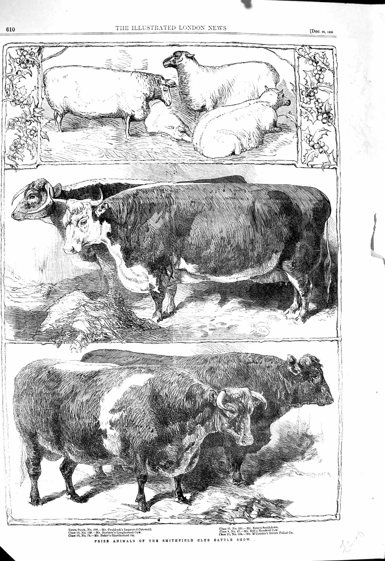 Original Old Antique Print 1860 Prize Animals Smithfield Club Cattle Show Sheep