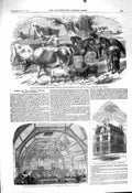 Original Old Antique Print 1860 Dwarf Ponies Bretonne Cows Giles-In-The-Fields