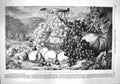 Original Old Antique Print 1861 Gen Age Lance Clusters Grapes Melon Aples Fruit