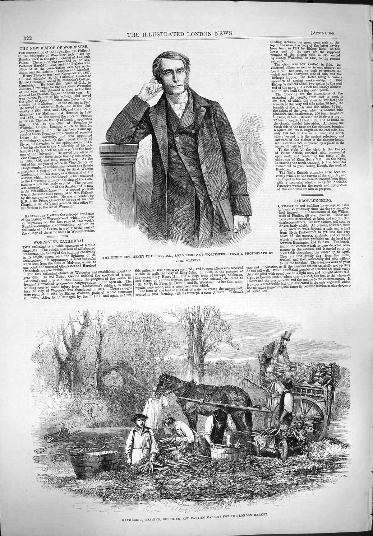 Original Old Antique Print 1861 Henry Philpott Bishop Worcester Carrots London