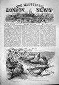 Original Old Antique Print 1861 Pallas Sand-Grouse Syrrhaptes Paradoxus R 19th