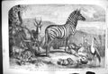 Old Antique Print 1861 Steinbok Grysbok Cape Hyrax Island Hen London Zoo 19th
