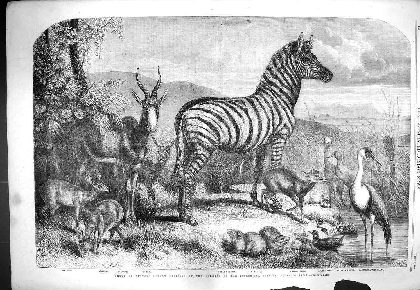 Old Antique Print 1861 Steinbok Grysbok Cape Hyrax Island Hen London Zoo 19th