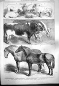 Old Antique Print 1861 Prize Animals Royal Agricultural Show Leeds Horses 19th
