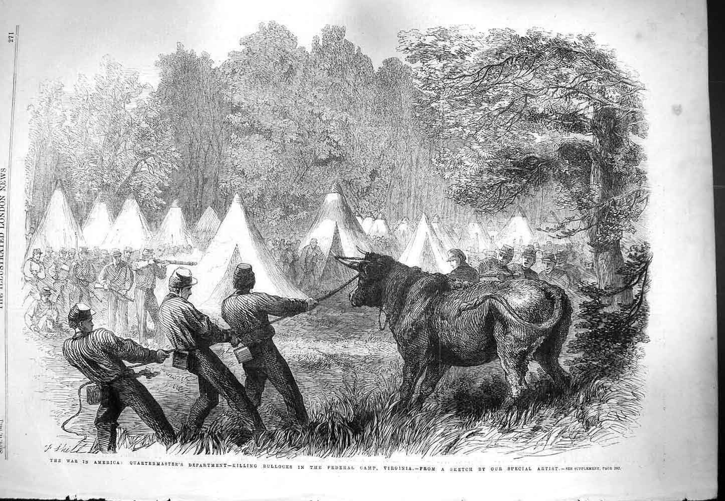 Old Antique Print 1861 War America Killing Bullocks Federal Camp Virginia 19th