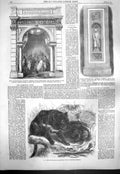 Old Antique Print 1861 Dasyure Tasmanian Devil Horticultural Kensington 19th