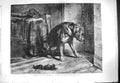 Original Old Antique Print 1861 Landseer Fine Art Suspense Dog Waiti Victorian