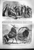 Original Old Antique Print 1861 Sable Antelope Africa Alcock To-Sen-J Victorian