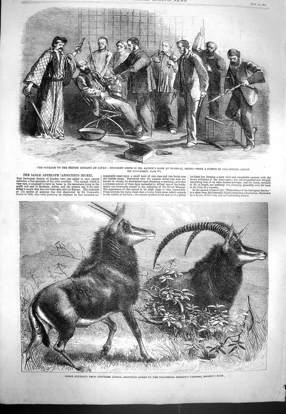 Original Old Antique Print 1861 Sable Antelope Africa Alcock To-Sen-J Victorian