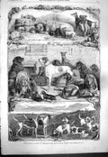 Old Antique Print 1861 Exhibition Sporting Dogs Horse Repository Holborn 19th