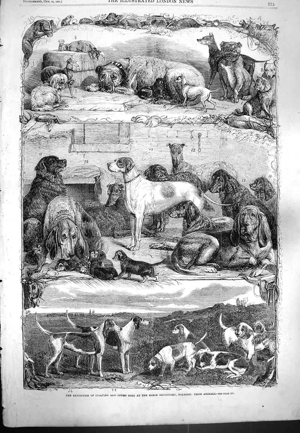 Old Antique Print 1861 Exhibition Sporting Dogs Horse Repository Holborn 19th