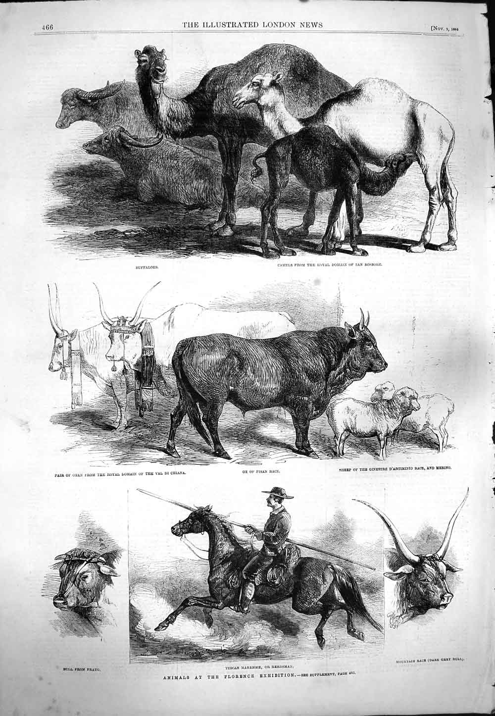 Original Old Antique Print 1861 Florene Exhibition Buffaloes Camels Ox Maremme
