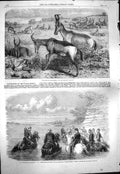 Old Antique Print 1861 Hartebeeste Antelopes War America General Sickles 19th