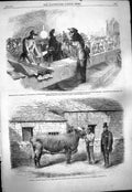 Original Old Antique Print 1861 Captain Gunter Duchess Cattle Leeds Westminster