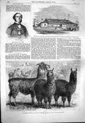 Original Old Antique Print 1861 Armoury Drillroom Bradford Moir Ledger Llamas