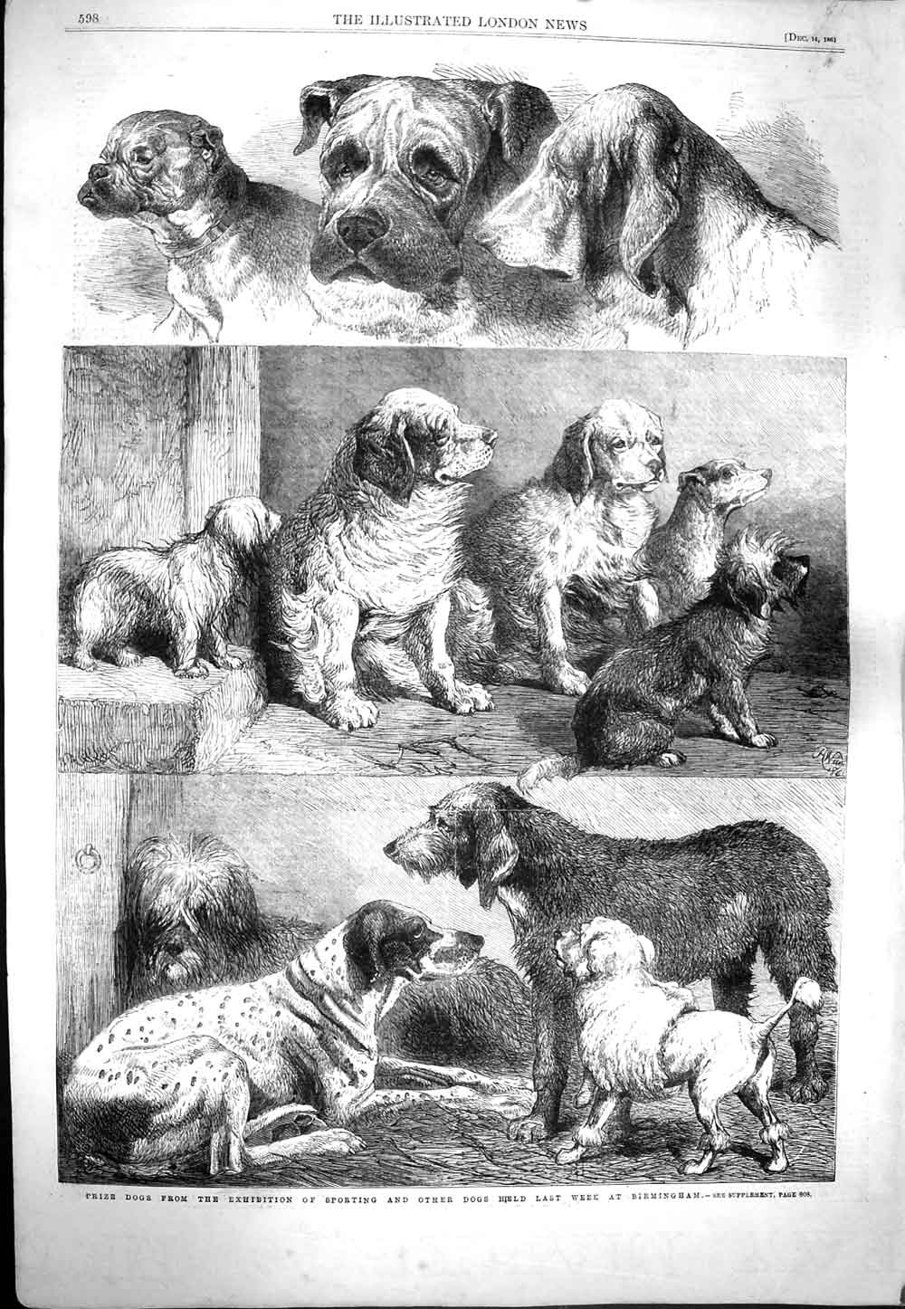 Old Antique Print 1861 Prize Sporting Dogs Exhibition Birmingham Mastiff 19th