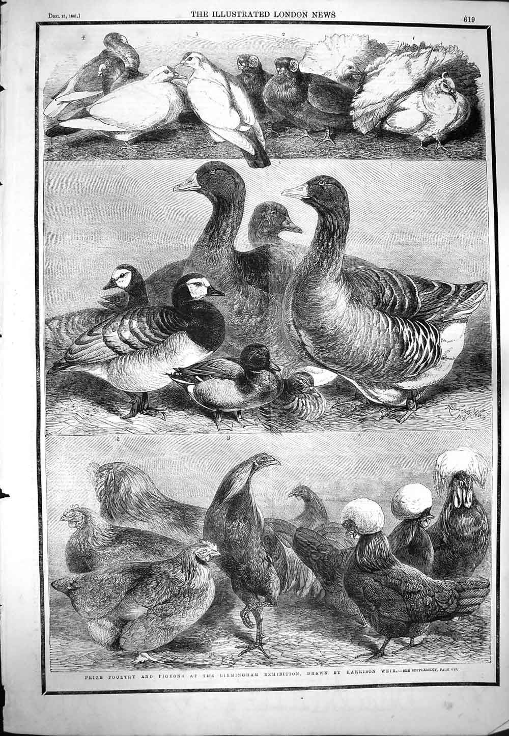 Original Old Antique Print 1861 Poultry Pigeon Birmingham Exhibition Birds Weir