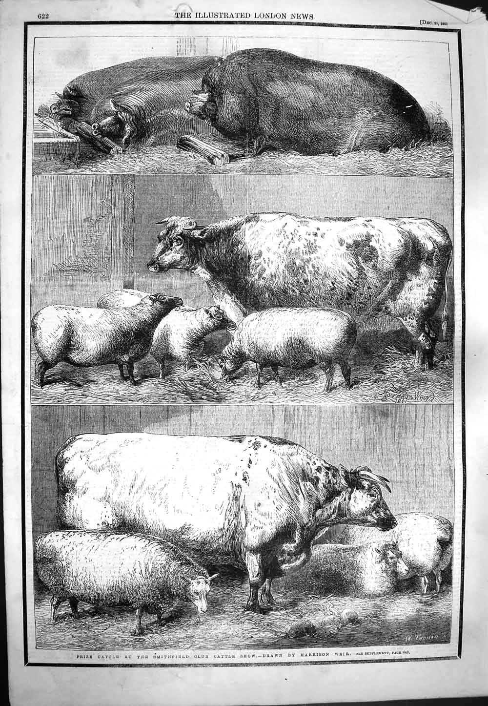 Original Old Antique Print 1861 Cattle Smithfield Club Show Animals Pigs Sheep